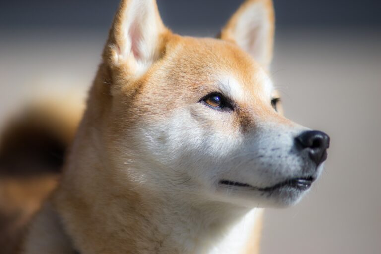 shiba inu g2828ee245 1280