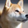 shiba inu g2828ee245 1280